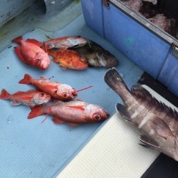 かいもん丸 釣果