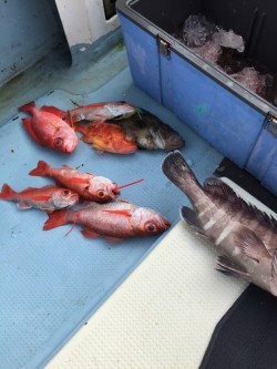 かいもん丸 釣果