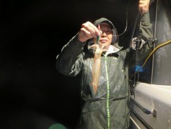 North Point 釣果 投稿