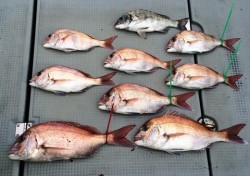 さんさん丸 釣果 投稿