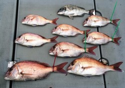 さんさん丸 釣果 投稿