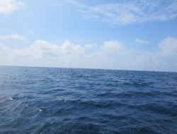 North Point 釣果 投稿