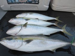 North Point 釣果 投稿