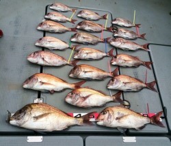さんさん丸 釣果
