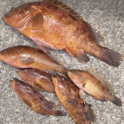 魅惑の高級魚アコウを狙う！【ふじ氏連載記事No.02】