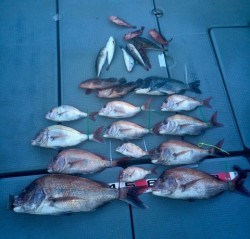 さんさん丸 釣果