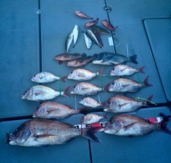 さんさん丸 釣果