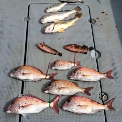 さんさん丸 釣果 投稿