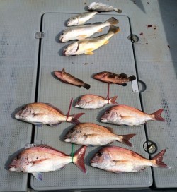 さんさん丸 釣果 投稿