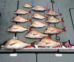 さんさん丸 釣果 投稿