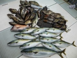 ふじしめ丸 釣果 投稿