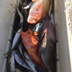 第七はやと （旧 満寿丸） 釣果