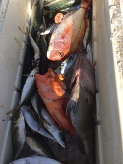 第七はやと （旧 満寿丸） 釣果