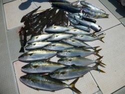 ふじしめ丸 釣果