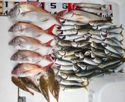 潮来丸 釣果 投稿