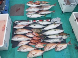 清和丸 釣果 投稿