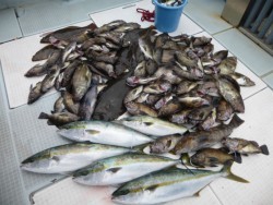 ふじしめ丸 釣果 投稿