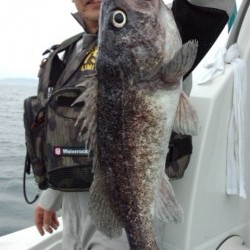 藤義丸 釣果 投稿