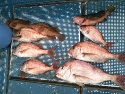 フィッシングガイド りょう 釣果 投稿