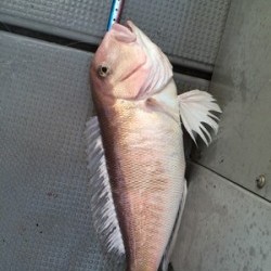 Blue.win 海人丸 釣果