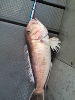 Blue.win 海人丸 釣果