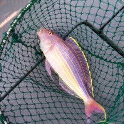 Blue.win 海人丸 釣果