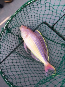 Blue.win 海人丸 釣果