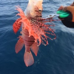 Blue.win 海人丸 釣果