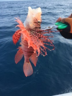 Blue.win 海人丸 釣果