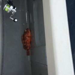 Blue.win 海人丸 釣果