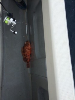 Blue.win 海人丸 釣果