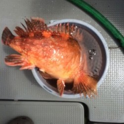 Blue.win 海人丸 釣果