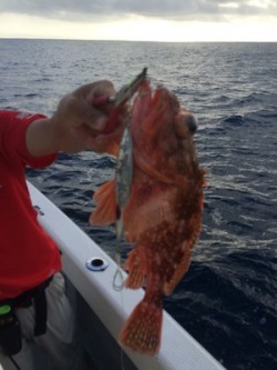 Blue.win 海人丸 釣果