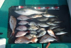 清和丸 釣果