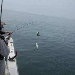 藤義丸 釣果 投稿