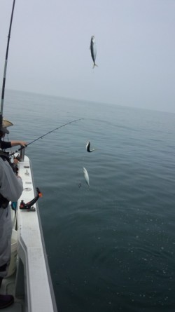 藤義丸 釣果 投稿