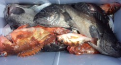 藤義丸 釣果 投稿