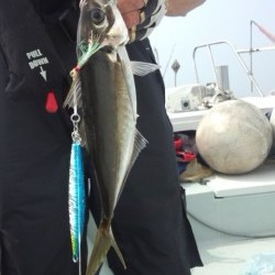 藤義丸 釣果 投稿