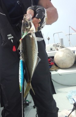 藤義丸 釣果 投稿