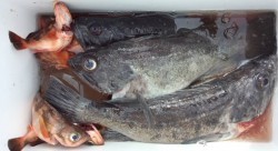 藤義丸 釣果 投稿