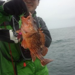 藤義丸 釣果 投稿