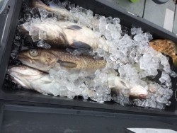 エヌスタイル 釣果 投稿