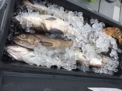 エヌスタイル 釣果 投稿