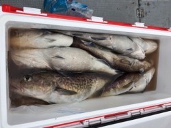 エヌスタイル 釣果 投稿