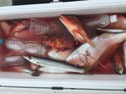 RUNTHROUGH 釣果 投稿