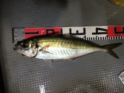 エヌスタイル 釣果