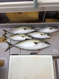 浜栄丸 釣果 投稿