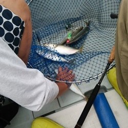 チャモロ 釣果 投稿