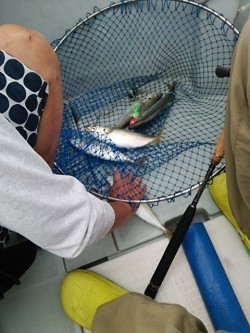 チャモロ 釣果 投稿