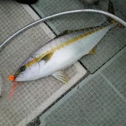 チャモロ 釣果 投稿